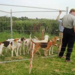 September 2012 The start: Fernie Hunt hound racing event at Wistow, Leicestershire.